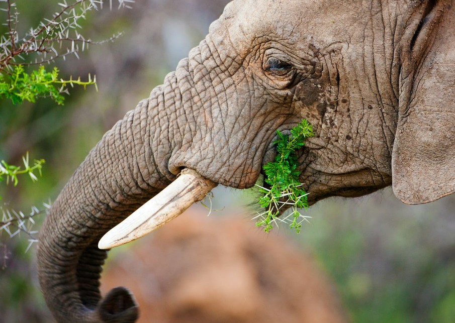 Mơ Thấy Voi: Bí Mật Đằng Sau Điềm Báo Về Sức Mạnh, Tài Lộc Và Vận May