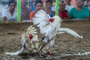 Cách Nuôi Gà Con Nhanh Lớn, Ít Bệnh Từ Chuyên Gia