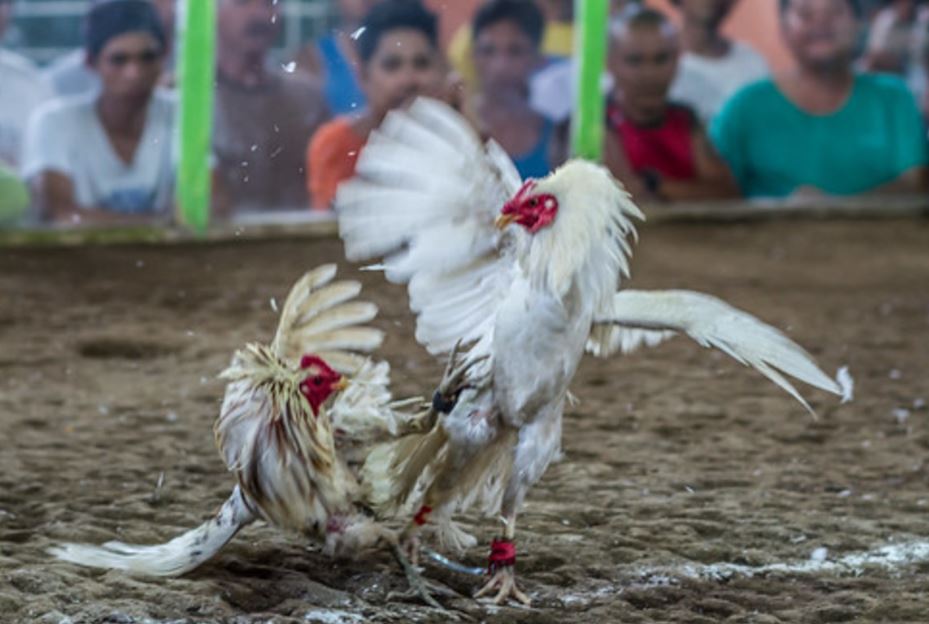 Cách Nuôi Gà Con Nhanh Lớn, Ít Bệnh Từ Chuyên Gia