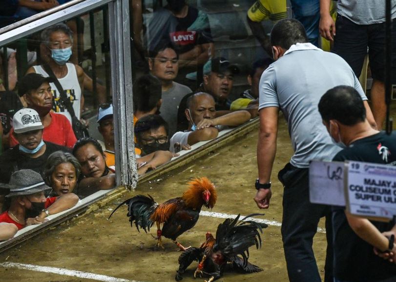 Chọn Giống - "Bắt Mạch" Tương Lai Đàn Gà