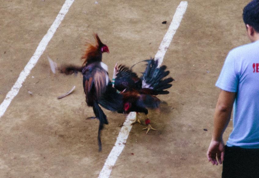 "Kỹ Thuật Úm" - Chìa Khóa Sống Còn Của Gà Con