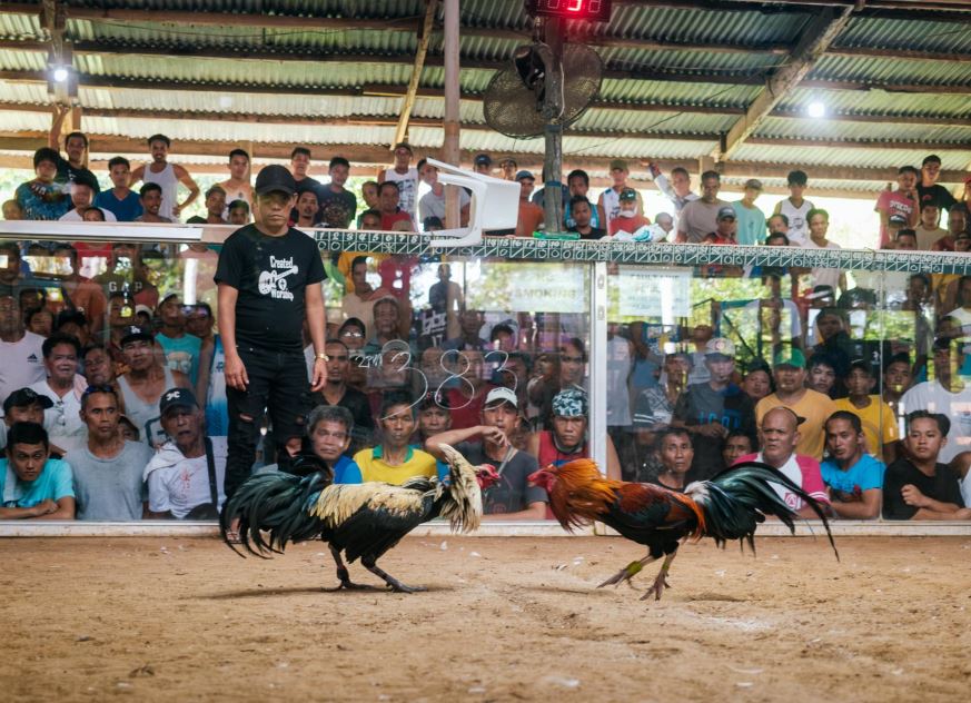 Cách Nuôi Gà Con Nhanh Lớn  - 3 Trụ Cột Vàng Quyết Định 