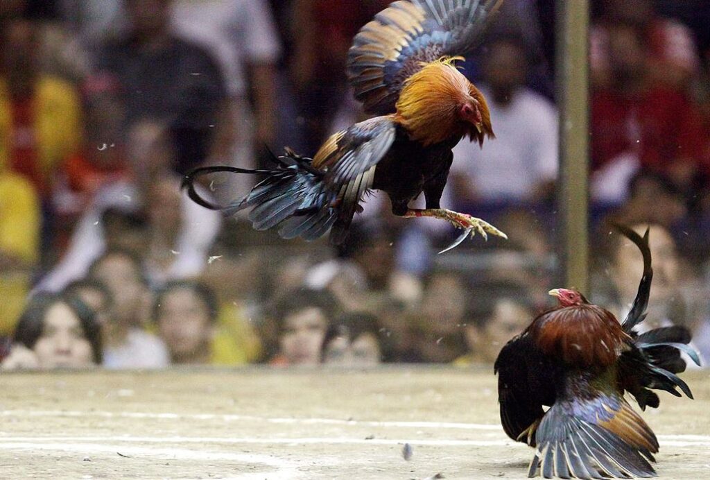 Hiểu Đúng Về 'Sung' - Nền Tảng Của Một Chiến Kê Gà Tre