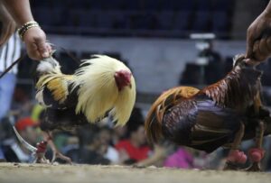 Lời Khuyên Từ Bj38: Tránh Sai Lầm Khi Thúc Gà