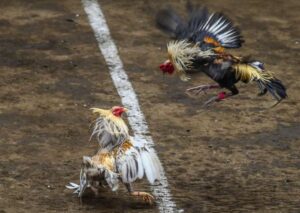 Cách Nhìn Gà Biết Lối Đá