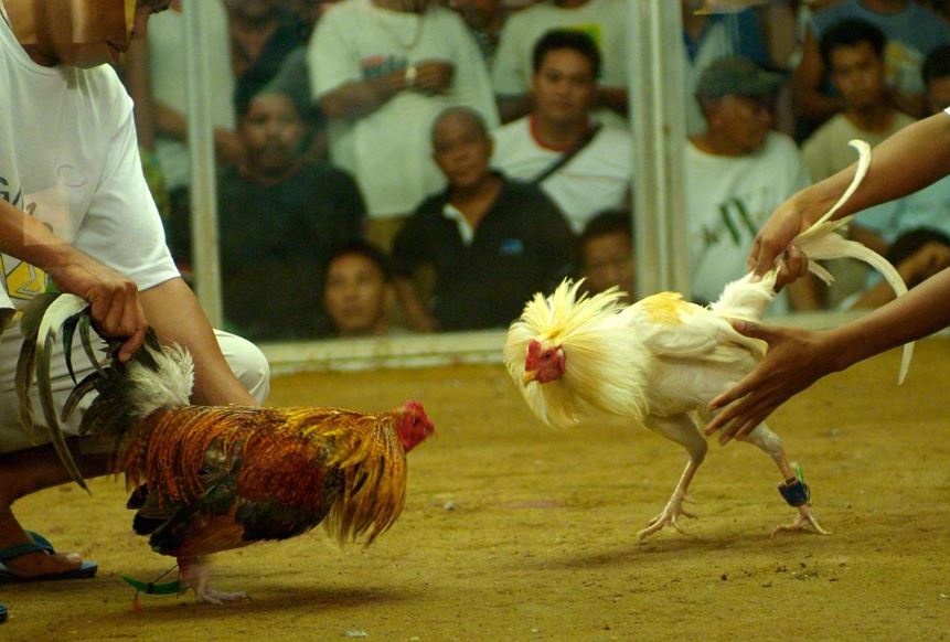 Tại Sao "Nhìn Gà Biết Lối Đá" Lại Quan Trọng?