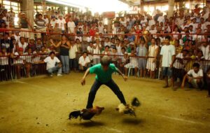 Cách Xem Màu Mạng Gà Đá Chuẩn Xác Nhất Từ Chuyên Gia