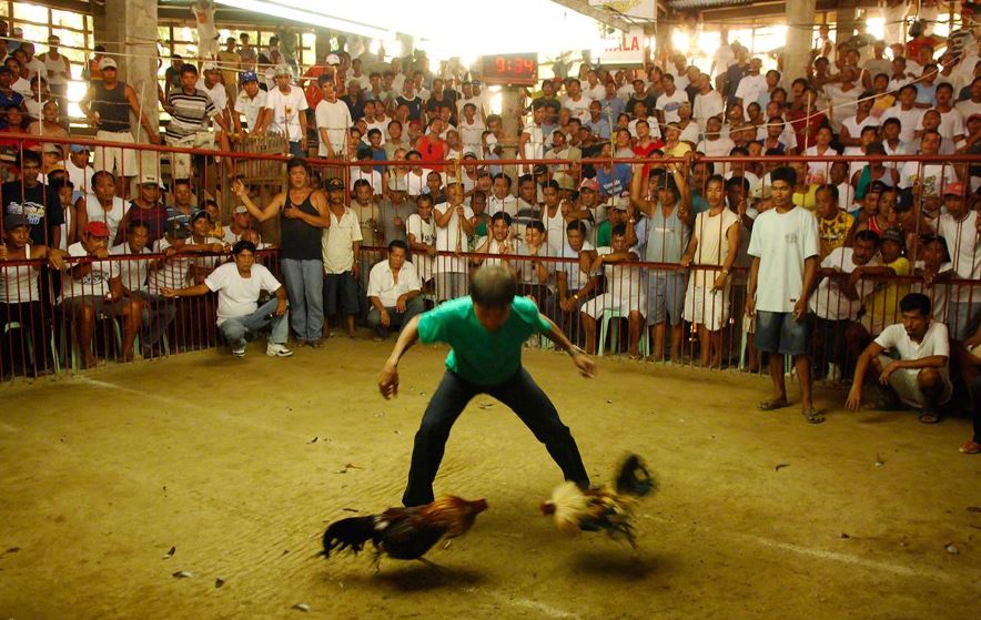 Cách Xem Màu Mạng Gà Đá Chuẩn Xác Nhất Từ Chuyên Gia