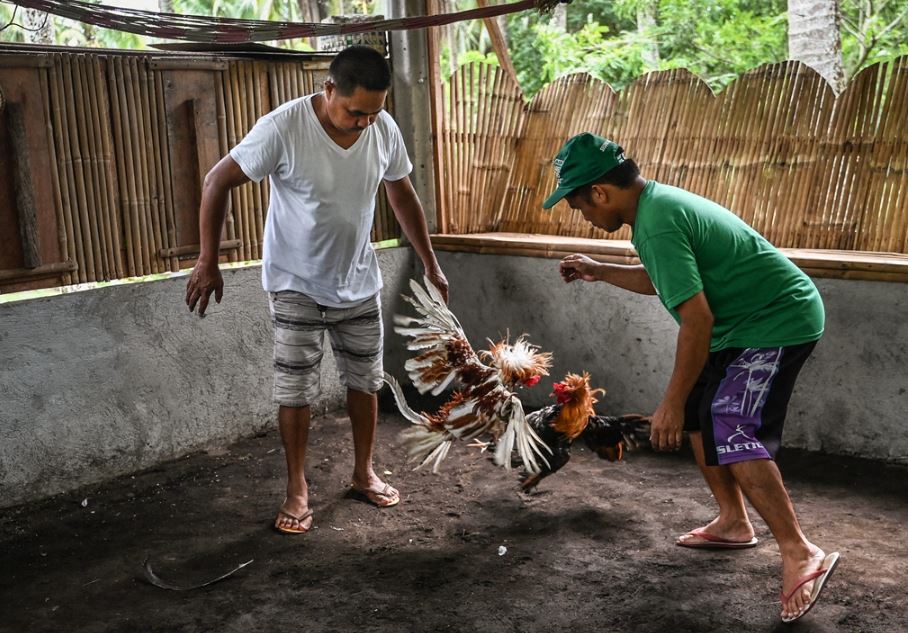"Sắc" và "Dáng": Tuyệt Kỹ Phân Biệt Màu Mạng Gà Lông Pha (Gà Bông)