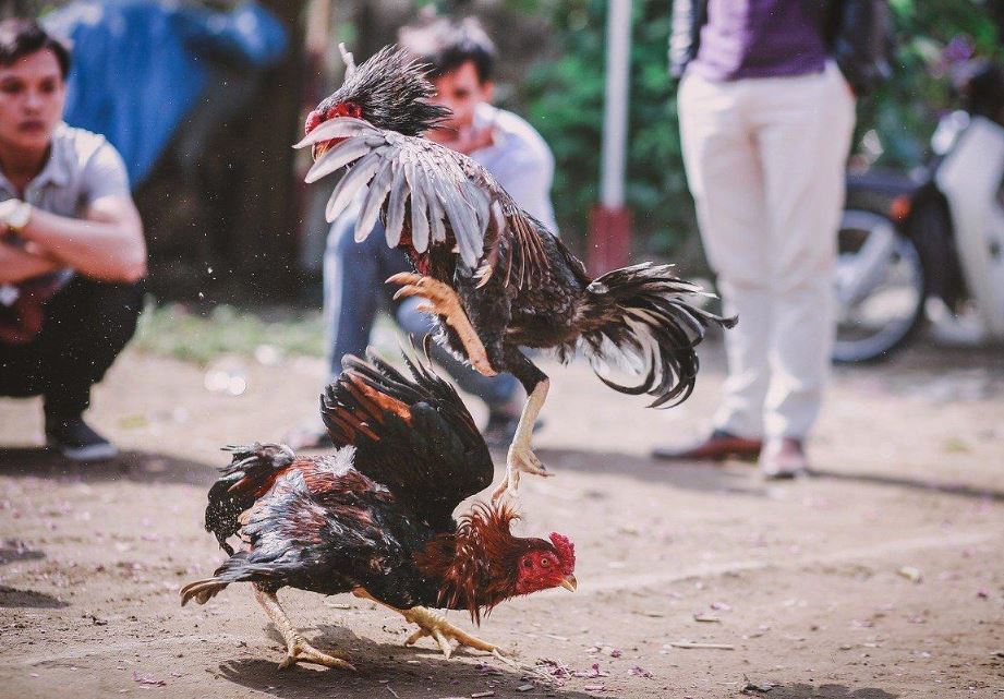 Tại Sao Phải Xem Màu Mạng Gà Đá?