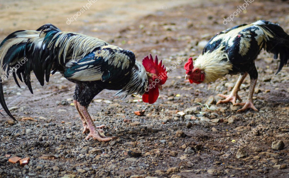 Tuyển Chọn "Chiến Kê": Nền Tảng Của Thành Công