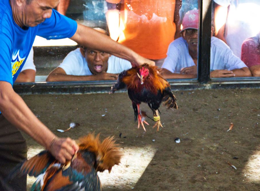 Phân Tích Chuyên Sâu: Cách Xem Vảy Gà Chọi "Linh Kê" & "Gà Dữ"