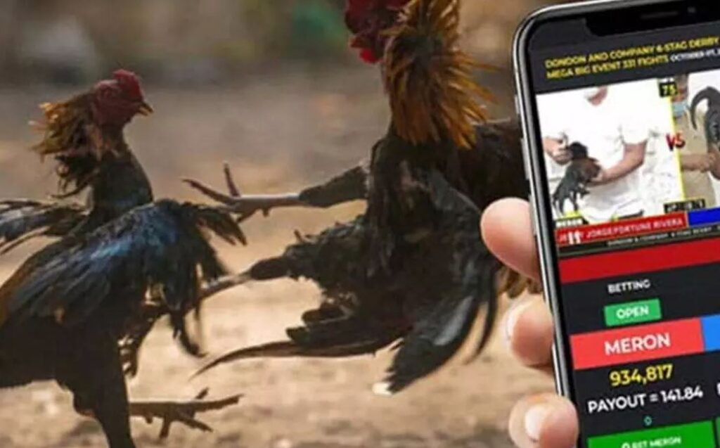 Cách Chọn Gà Chọi Hay: Bí Quyết Từ Kê Kinh Cổ & Kinh Nghiệm Thực Chiến