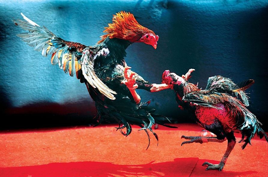 Các Loại Vảy Tốt (Gà Dữ, Gà Quý) Cần Tìm