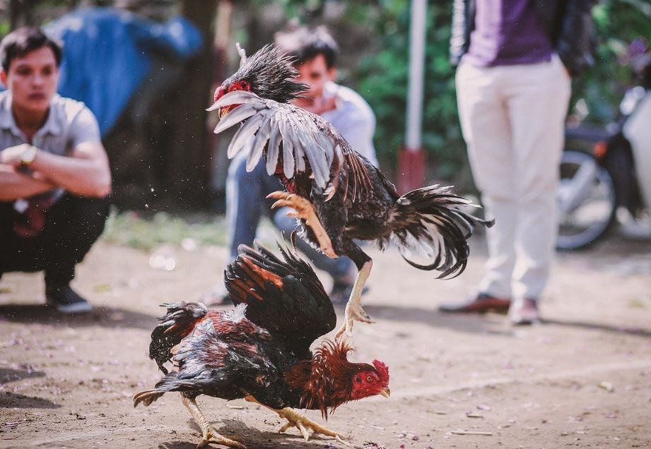 Cách Chọn Gà Chọi Hay Qua Ngoại Hình (Xem Tướng Mạo)