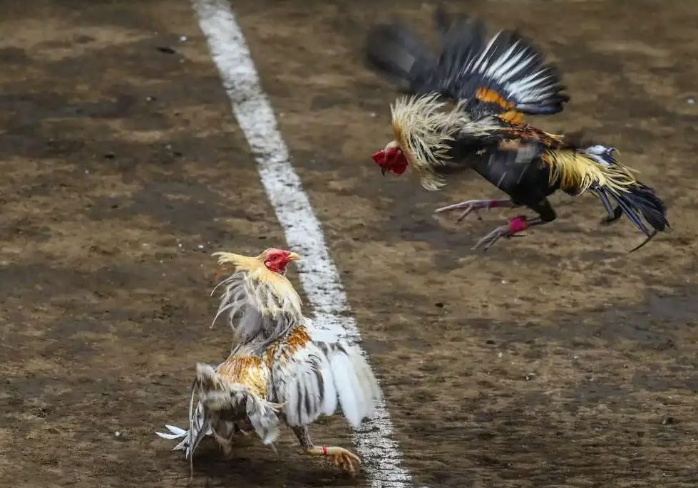 Phân Biệt Các Loại Gà Chọi: Cách Chọn Gà Chọi Hay