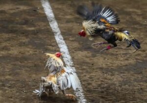 Bí Mật Chọn Gà Đá Hay: Cẩm Nang "Soi Gà" Từ Sư Kê, Kinh Kê Cổ