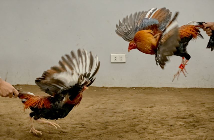 "Nhất Tướng": Cách Nhận Biết Gà Đá Hay Qua Tướng Mạo