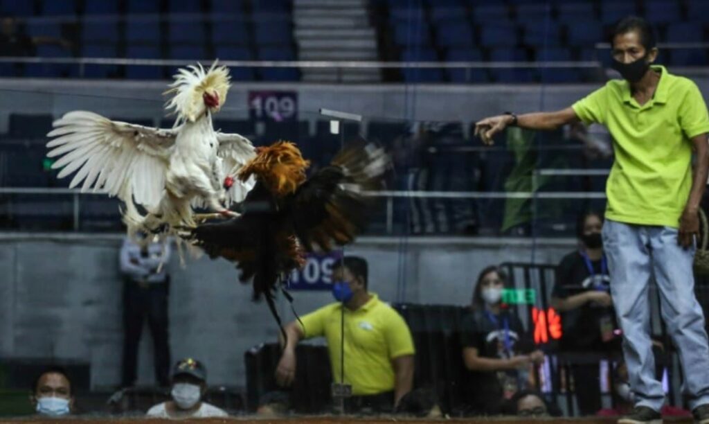 "Tứ Vảy": Giải Mã Bí Ẩn Từ Kinh Kê
