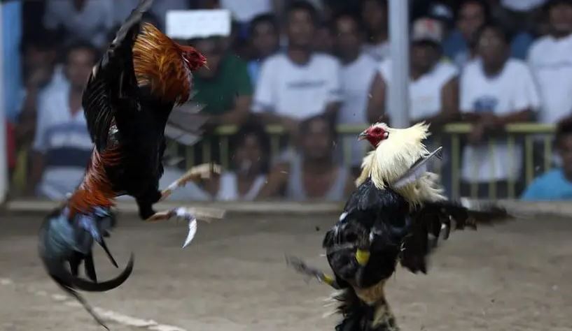 Nghệ Thuật Luyện Tập: Từ "Quần Sương" Đến "Xổ Gà"