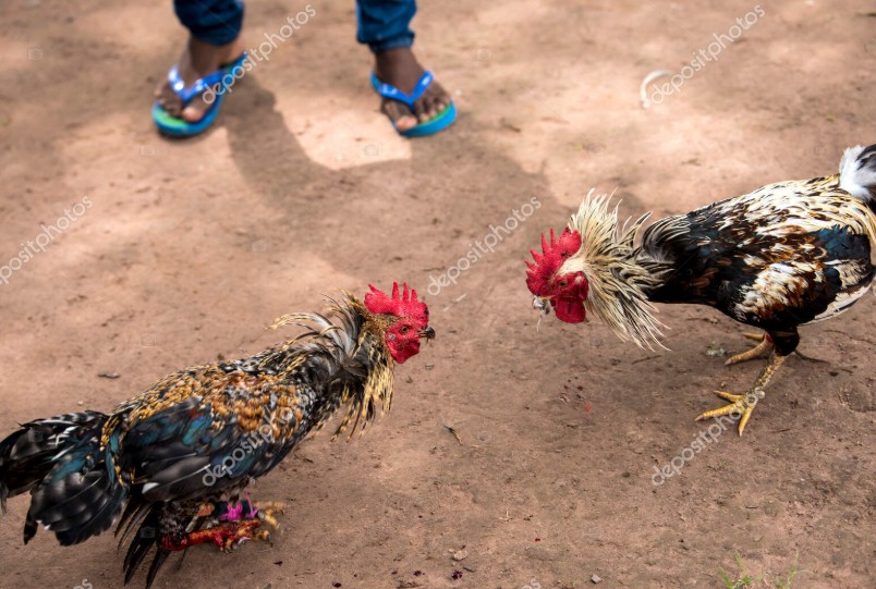 Chế Độ Dinh Dưỡng "Siết Cơ" Cho Gà Cựa Sắt