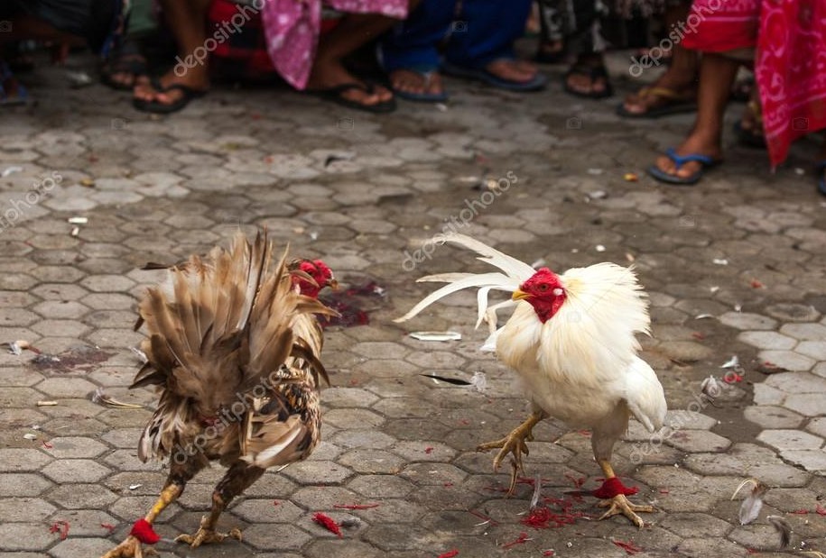 Tại Sao Phải Nuôi Gà Cựa Sắt Khác Gà Đòn?