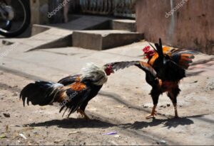 Chế Độ Dinh Dưỡng Cho Gà Chọi