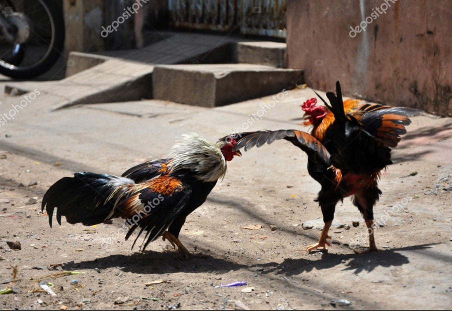 Chế Độ Dinh Dưỡng Cho Gà Chọi