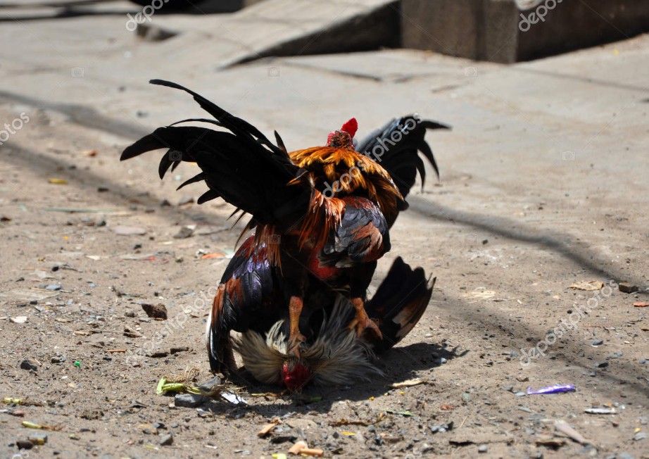 Bí Quyết Xem Vảy (Theo Kê Kinh & Kinh Nghiệm)