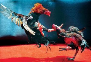 Lời Khuyên Chuyên Gia: Đá Gà Là Thú Vui, Đừng Biến Thành Cờ Bạc