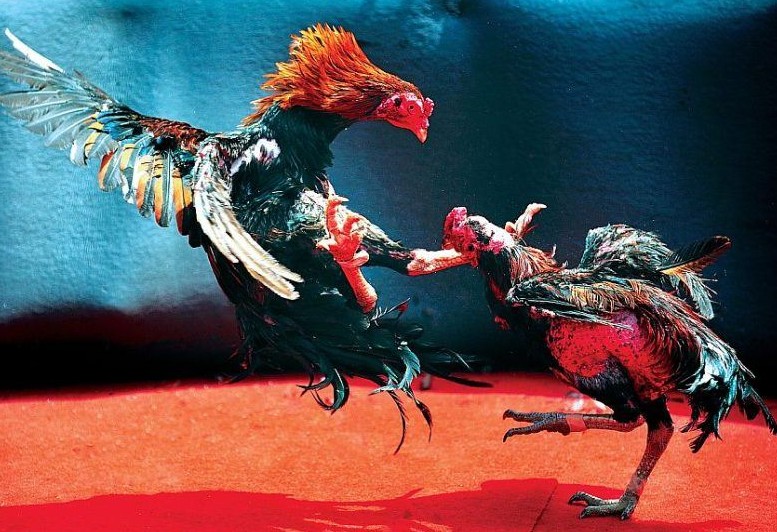 Lời Khuyên Chuyên Gia: Đá Gà Là Thú Vui, Đừng Biến Thành Cờ Bạc