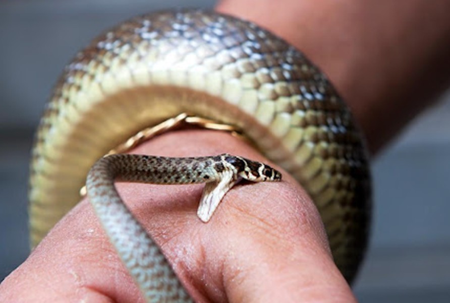 Nằm mơ thấy người khác bị rắn cắn đánh con gì?