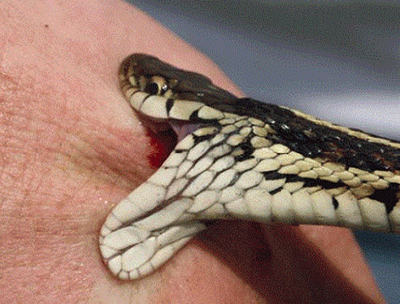 Giải mã chi tiết các giấc mơ thấy người khác bị rắn cắn