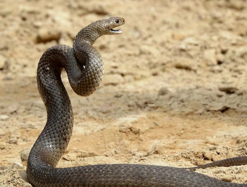 Ý nghĩa của việc mơ thấy người khác bị rắn cắn trong Văn Hóa & Tâm Lý Học