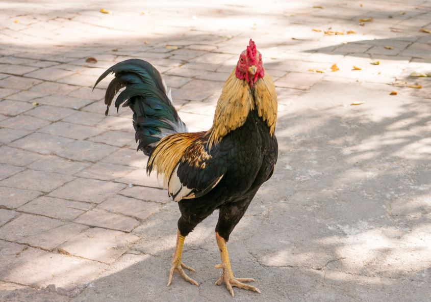 Chế Độ Dinh Dưỡng Cho Gà Chọi 6 Tháng Tuổi