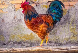 Sàng Lọc Gà (Lựa Gà)