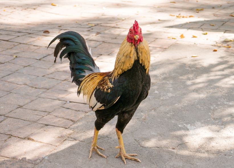 Kỹ Thuật Chăm Sóc Và Chuẩn Bị Luyện Tập