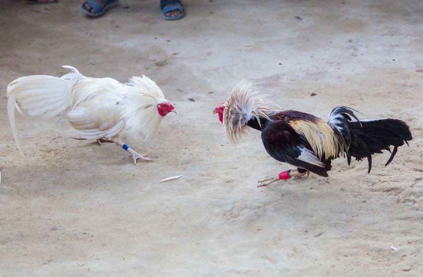 Tầm Quan Trọng Của Giai Đoạn Gà Chọi 6 Tháng Tuổi