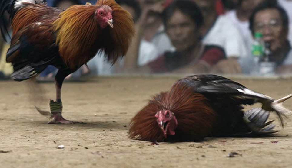 Quy Trình Vần Gà Chọi Chuẩn Sư Kê (Từ A-Z)