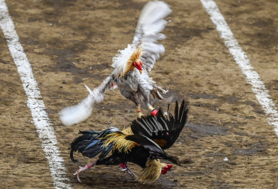 Cẩm Nang Vần Gà Chọi A-Z