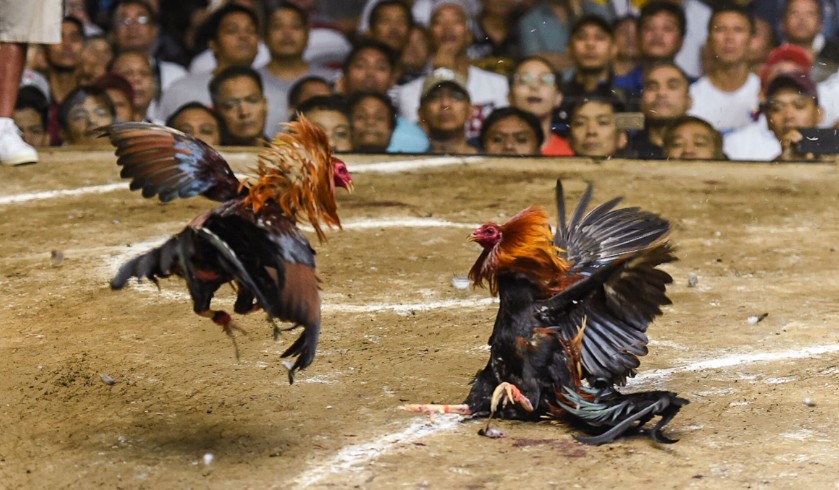 3 Sai Lầm Chết Người Khi Vần Gà