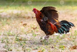 Giải Quyết Vấn Đề Nâng Cao & Lời Khuyên Chuyên Gia