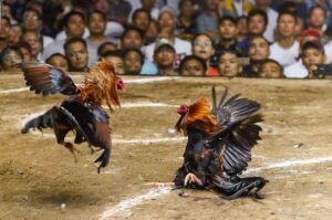 Quy Trình "Vỗ Béo" Chiến Kê Từ A-Z