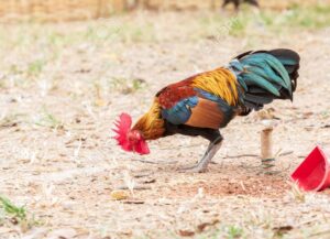 Lời Khuyên Chuyên Gia: Đừng Chỉ Nhìn Bề Ngoài