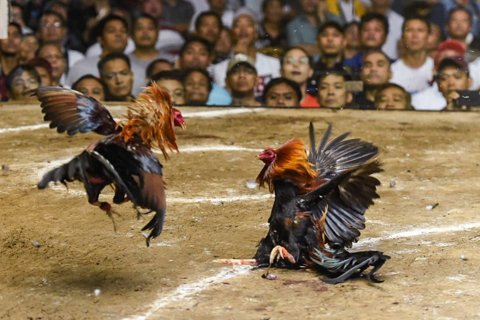 Ba Sai Lầm "Chết Người" Khi Ủ Lông Gà