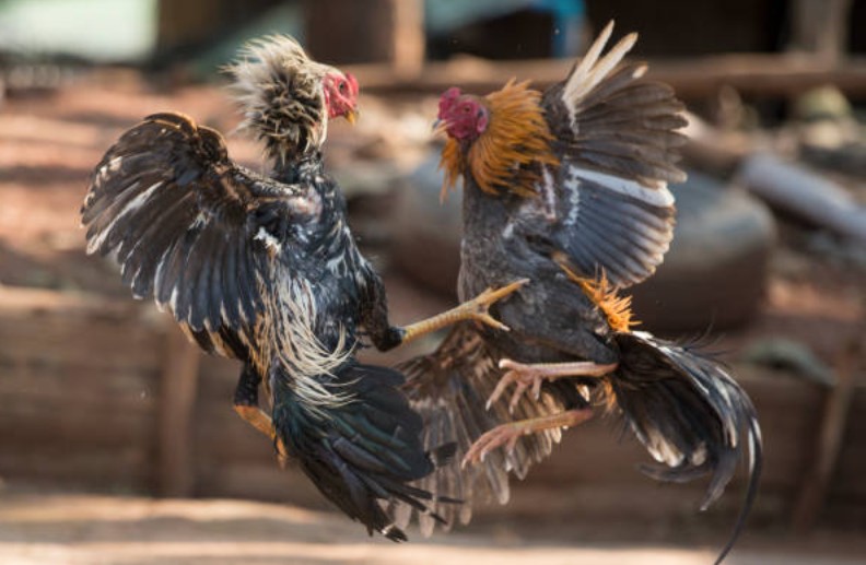 Tại Sao Cách Ủ Lông Gà Chọi Lại Quyết Định Thành Bại Của Chiến Kê