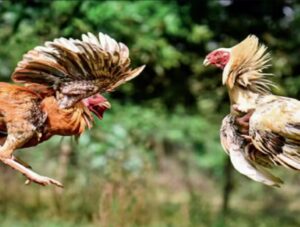 Bí Mật Cách Vô Nghệ Cho Gà Đá Cựa Sắt: Công Thức "Vàng" Giúp Da Sắt Thịt Đồng