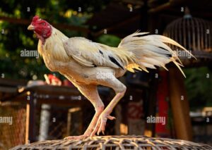 Giải Quyết Vấn Đề Nâng Cao & Lời Khuyên Chuyên Gia