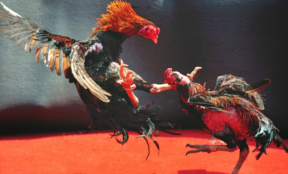 Tại Sao "Sung" Lại Quan Trọng Hơn Cả "Đá Hay"?