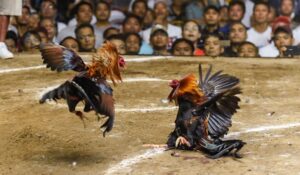 Giải Quyết Vấn Đề Nâng Cao & Lời Khuyên Chuyên Gia